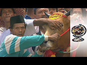The Celebrated Yet Cruel Tradition of Javanese Bull Racing (2003)