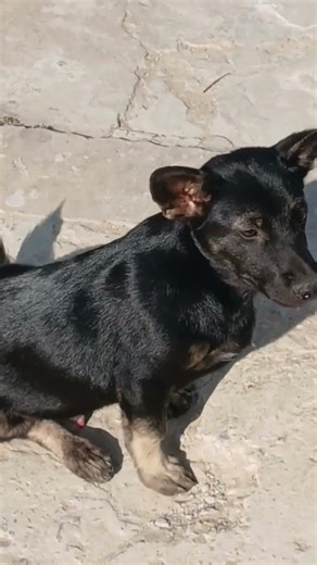 He is adorable #animals #pets #shortvideo #comedy