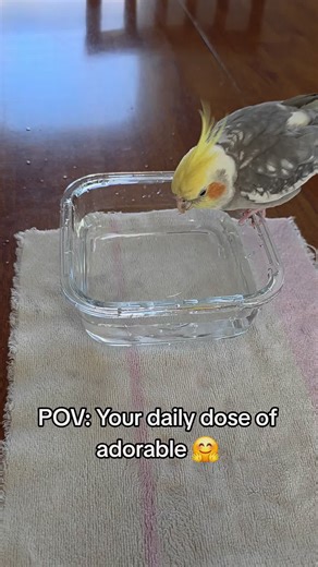 Adorable Cockatiel Dip 'n Shake Moments
