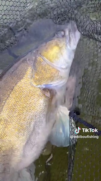 Monstre de pêche : qu'est-ce qu'il a recraché ?