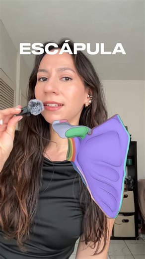 Dubium on Instagram: "✨Movimientos de la escápula✨ . Cada vez que mueves el brazo, la escápula se ajusta para mantener la estabilidad y el rango del movimiento. . 🎃 Articulaciones implicadas: • Esternoclavicular • Acromioclavicular • Escapulotorácica . 📍Por cada 3° de movimiento del hombro, 1° proviene de la escápula. Ese equilibrio se llama ritmo escapulohumeral, y es lo que permite la precisión y amplitud del movimiento. . 🩻 Comprender su biomecánica es esencial para cualquier estudiante de