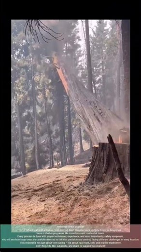 Cutting Down a Dead Dry Tree cutting trees – Extremely Fragile but Perfect Fall!
