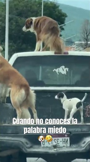 When you think you're so brave 🐶🤣 #viralshorts #funny #dogs #dog