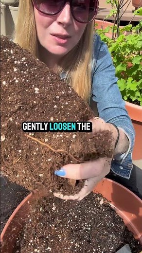 How To Plant Gooseberries In Containers