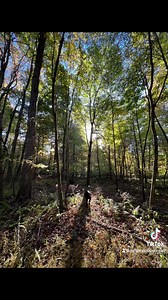 3.8K views · 531 reactions | Fairfax Pines Labrador Retrievers on Reels | Facebook