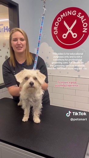 Puppy's First Grooming: A Positive Experience Guide