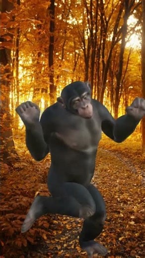 Fun Alert! Chimps Morning Motivational Dance funny videos