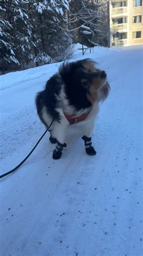Feeling Cute in My Bootees: Sheltie Style