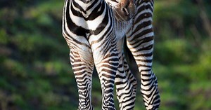 Video: Rare zebra born at Chester Zoo is one in 2,500