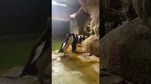 Penguin waddle train marches in perfect synchronized formation