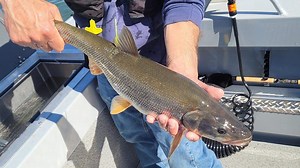 Get paid for fishing the Columbia and Snake. 2024’s top earner made $164,000