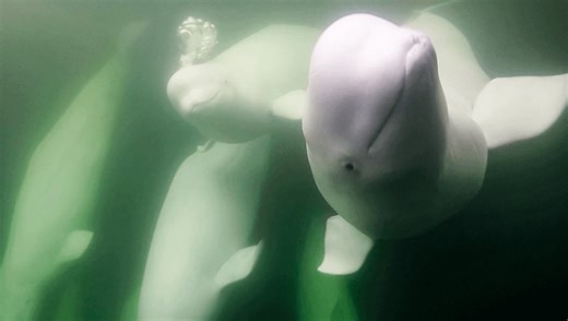 White, Squishy, And Ever So Strange: Watch How A Beluga Alters The Shape Of Its Melon To Communicate