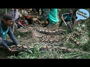 THE MOMENTS WHEN THE BIGGEST PYTHON MONSTER SNAKE IN RIAU WAS CAPTURED, IT'S REALLY HUGE