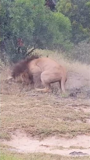 Life of African Lions | Lions catch jackals with ease !