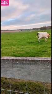 Cow's Playtime with a Ball! Discover the joy of a cow playing with a ball! #fblifestyle #AI Generated using Kling AI . . . (For entertainment purposes only. Consult professionals if guidance on activities is presented. No brand affiliation is implied if any are shown. If inspired by true events, creative adaptations may be included. Content may include public footage.) | Fabiosa Kindness in Action