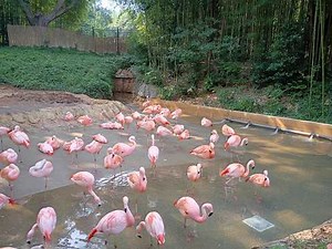 Zoo Atlanta | Full Walkthrough + Shows + Rides | July 30, 2026