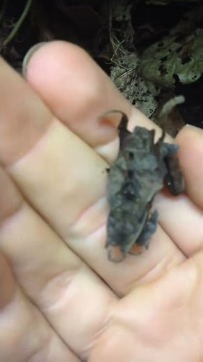 Acanthus erosula - Mantis