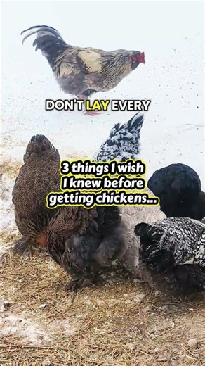 Beginner backyard chickens must know tips for flock health #BackyardChickens #ChickenKeepingTips