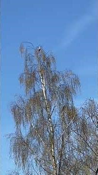 Préparation du petit déjeuner