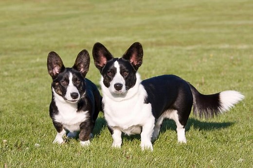 What to Know About Dwarfism in Dogs