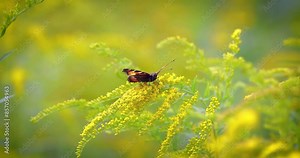 Small tortoiseshell butterfly (Aglais urticae, Nymphalis urticae) is a colourful Eurasian butterfly in the family Nymphalidae. It is a medium-sized butterfly that is mainly reddish orange.