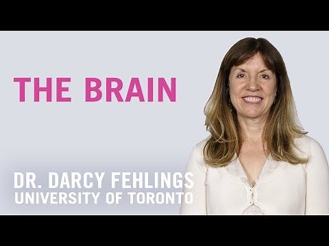 Brain Development and Cerebral Palsy