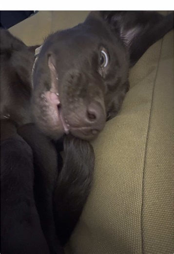 dellathechocolatelab on TikTok