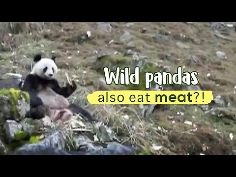 Wild pandas also eat meat?!