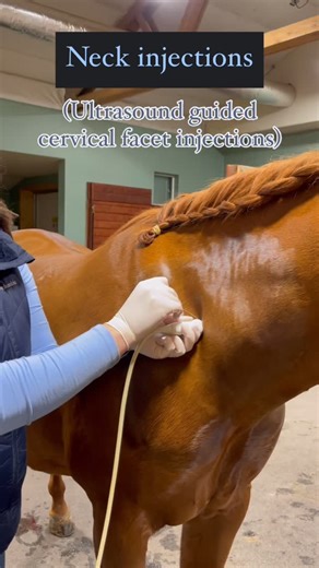 Rachel Buchholz, DVM | Cervical facet injections – horses that have neck pain due to cervical facet arthritis/ bony remodeling, and/or nerve pain can benefit from... | Instagram