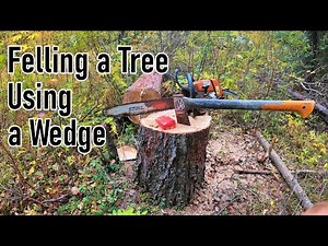 Felling a Tree Using a Wedge - Felling a Tree Safely - How To Use a Chainsaw - Cutting Firewood