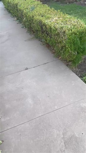 41 reactions · 5 comments | Circus cat ‍⬛ #norweiganforestcat #jumpingcat | Tara Cardinal | Facebook