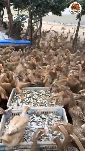 Hungry Ducks vs. Baskets of Fish🦆🐟The Ultimate Duck Feeding Frenzy