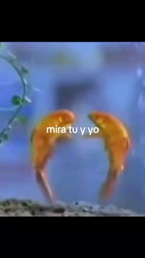 Tu y yo — Mira tú y yo: canción y baile Tarantella