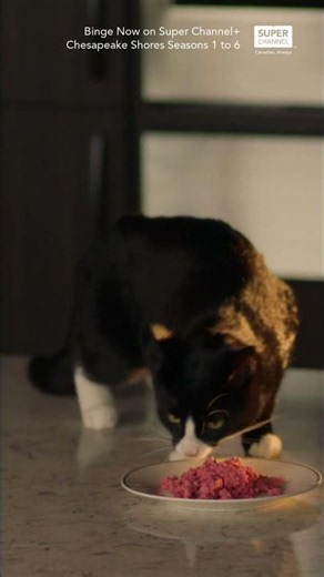 The Ultimate Debate! Felix vs Cat Damon | Chesapeake Shores Seasons 1 to 6