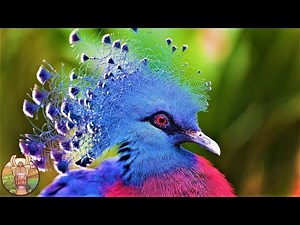 10 OISEAUX LES PLUS FORTS ET LES PLUS DANGEREUX DU MONDE | Lama Faché