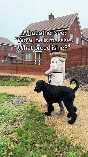 Discover the Giant Schnauzer: A Working Dog Overview