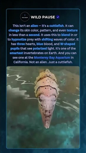 Why the cuttlefish is the ocean’s master of disguise 🌊🦑 #ocean #wildlife