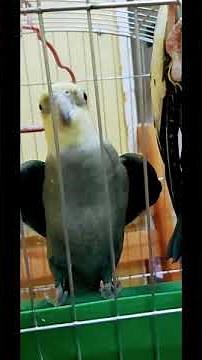 صوت الكوكتيل |استمع لأجمل عصافير الكوكتيل بصوت محفز Listen to the most beautiful cocktail birds