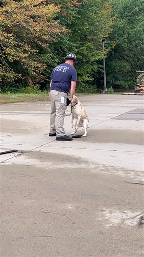 CY is a retired Manchester accelerant detection K9. Today he came out of retirement for a demonstration at the State Fire Academy with his handler Manchester Fire Marshal Mitch Cady. | City of Manchester, NH Fire Department