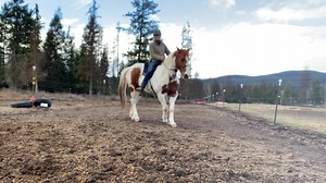 ✨Problem Solving Workshop Part 2✨ Don’t miss out on part 2 of the Problem Solving Workshops! The first one will be on April 29th with - Shiloh, the strong lead mare. More often described by people as ‘stubborn or lazy’. I’ll be working her and showing how I worked on changing her mindset. It will be interesting to see where she’s at, since I’ve had her in training for one month. I’ll talk you through the next steps that I’m working on with her. But… On top of that, which I am personally very exc