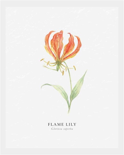 Flame Lily Art Print, Modern Floral, Zimbabwe National Flower (digital Print) - Etsy