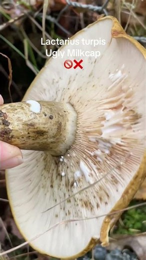 #lactariusturpis #uglymilkcap #fungi #mushroompicking #nature #foraging #fungus #mushroom #wildlife