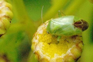 Apolygus lucorum - Alchetron, The Free Social Encyclopedia