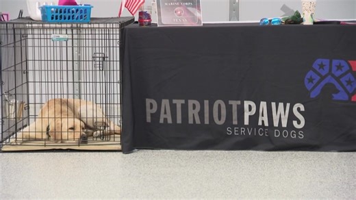 These service dogs are about to graduate and they are changing lives