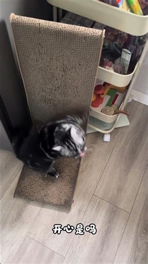 Cat's Majestic Welcome: Claw Flowers Ceremony at Home