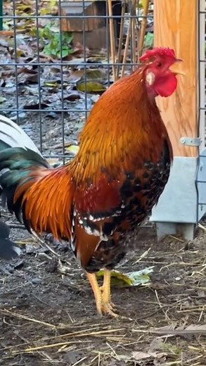 Rooster Sound Nice Bird Animal Short Video | Beautiful Bird Voice and Farm Rooster Crowing #shorts