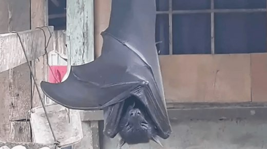 Photo of giant ‘human-sized bat’ isn’t actually fake