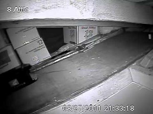 Rat Zapper - in action!