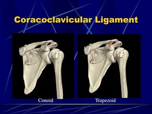 Anatomy of the coracoclavicular ligament; Trapezoid and conoid ligaments