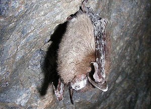 Could a fungus cause the extinction of bats By Siddhesh Sonawdekar - Alchetron